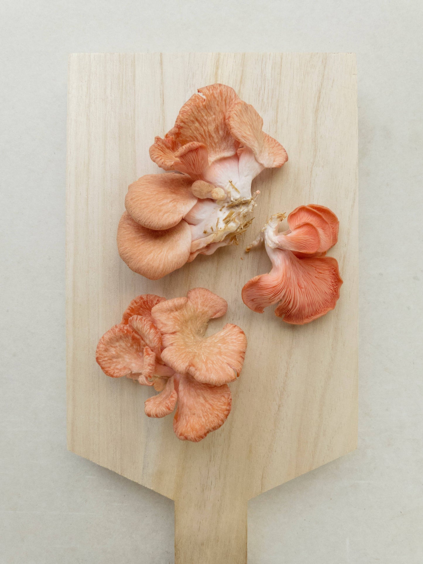 Foragers Galley - Pink Oyster Mushroom Grow-at-Home Kit