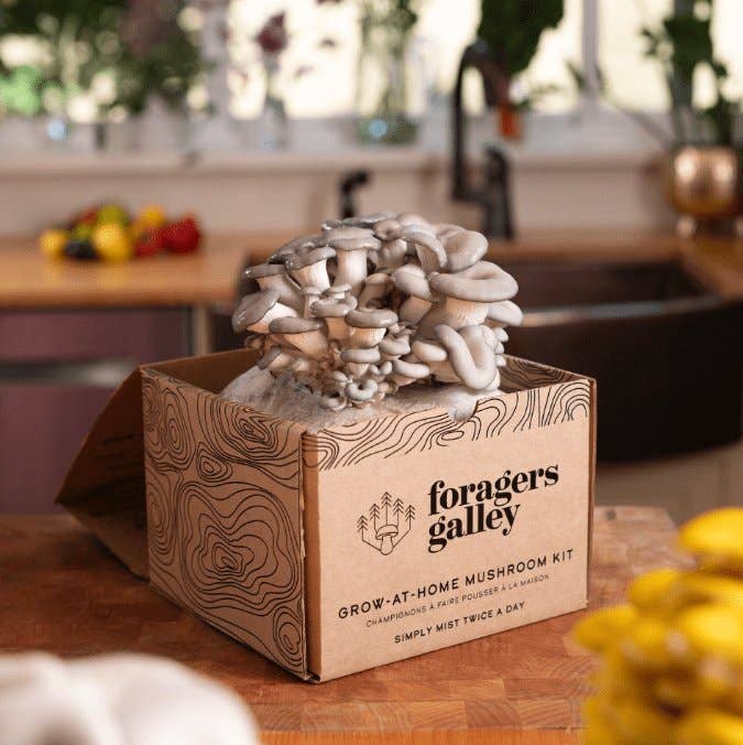 Foragers Galley - Blue Oyster Mushroom Grow-at-Home Kit
