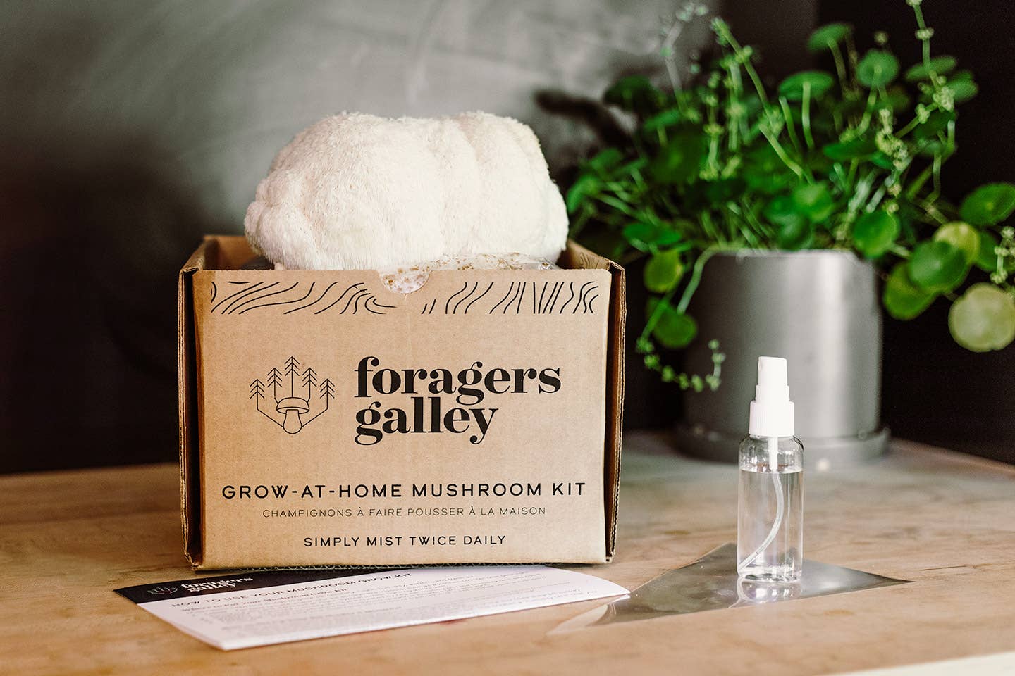 Foragers Galley - Lion's Mane Mushroom Grow-at-Home Kit